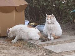 -新浪总部大厦