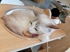 -飞行喵MR PILOT|猫舍·猫咖(静安大融城店)