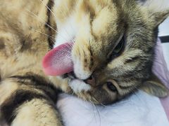 -瑞派康怡24h宠物医院·犬猫医疗中心·微创绝育(瑞景分院)