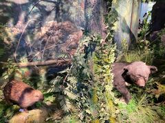 -四川大学博物馆