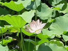 -荔湾湖公园
