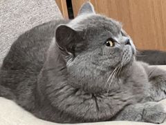 -猫大福·Fortune Cat猫舍(百子湾店)