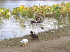 -长春市南湖公园