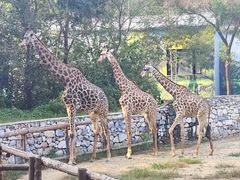 -北京野生动物园