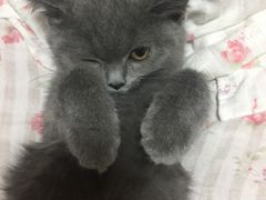 -东方名猫馆·英短金渐层布偶猫舍(环线广场1号楼店)