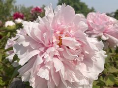-莲花池公园