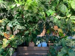 -自由生长植物工作室(深港花卉中心店)