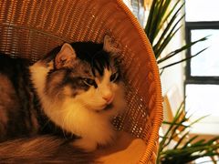 -猫小主咖啡·猫咖cat cafe(福田店)