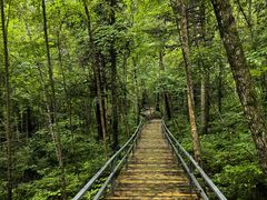 -五营红松林海景区