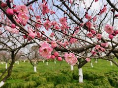 -上海海湾国家森林公园