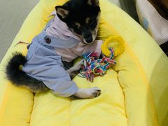 -逗柴咖啡屋·狗咖猫咖宠物桌游