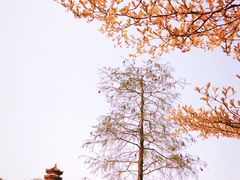-深圳市中科院仙湖植物园