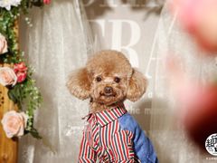 -超宠爱宠物摄影-Super pet