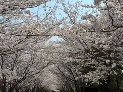 -高东镇樱花园