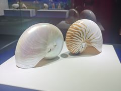-贝壳王国博物馆