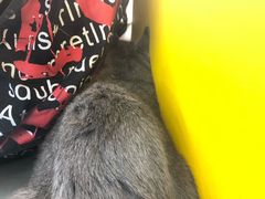 -可蒙动物医院·猫科·骨科中心(首义路店)