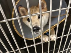 -萌兽医馆·眼科·异宠专科(三里屯店)
