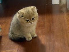 -关爱宠物医院·猫科中心·消化科(滨湖万达分院)