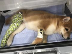 -伟伟宠物医院·CT影像中心·瑞派犬猫综合性门诊(汉口总院)