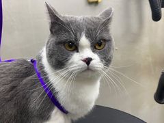 -PETKIT小佩宠物·低压洗护(国顺东路店)