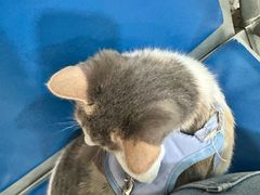 -瑞派名望志远动物医院·猫科·內科·异宠专科(直港大道店)
