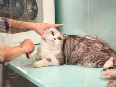 -猫宠乐园·专业洗护