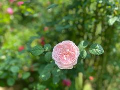 -花开海上生态园