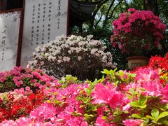 -上海醉白池公园