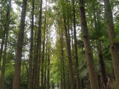 -东平国家森林公园