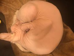 -猫友咖啡店(玉林西路店)