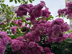 -木塔寺遗址生态公园