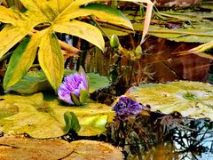 -国家植物园南园