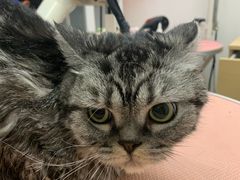 -1013 PET SHOP精品宠物商店(丁香店)