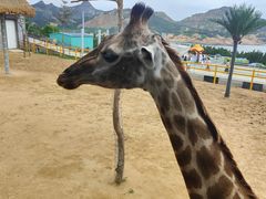 -西霞口神雕山野生动物世界