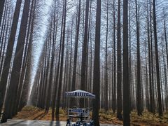 -黄海国家森林公园