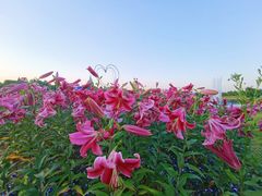 -花博汇(知音花月夜)