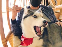 -Husky Go! 哈士奇体验馆·宠物咖啡厅狗咖