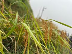 -紫鹊界梯田景区