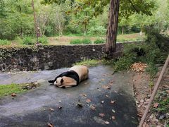 -都江堰中华大熊猫苑