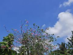 -东寨港红树林旅游区