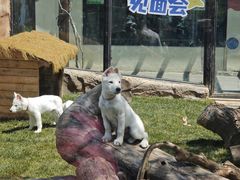 -大连森林动物园