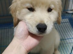 -翊宠yipet猫狗购宠庄园