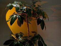 -栖·咖啡