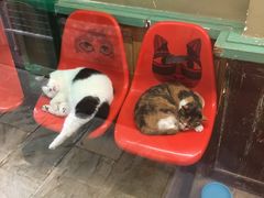 -猫咪博物馆(顶澳仔猫街店)