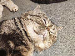 -more than meow吴止猫主题餐厅(承德 中船汇店)