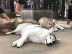 -TrueLove @ Neverland (Husky Cafe)