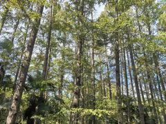 -上海海湾国家森林公园