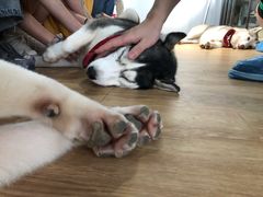 -Husky Go! 哈士奇体验馆·宠物咖啡厅狗咖
