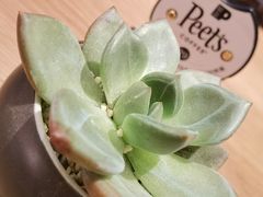 -Peet's Coffee皮爷咖啡(大学路店)