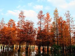 -白鹭湾湿地公园